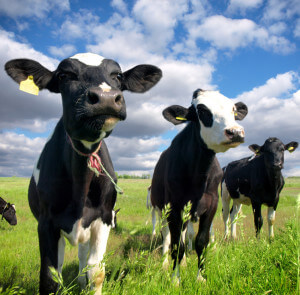 Calves on the field