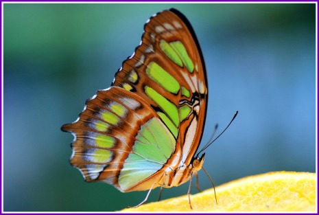 A while ago, I got to visit Butterfly World. Great place. While there, I thought I was going into the gift shop, apparently I was entering the twilight zone….