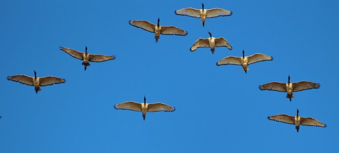 Have you ever watched a flock of geese fly (and honk) its way across the sky in a v-shaped formation? They fly that way because it's very efficient. In his book entitled, In Formation , Larry W. Dennis Sr. notes that when the lead goose gets tired and drops back, the formation quickly reorganizes to maintain the formation.