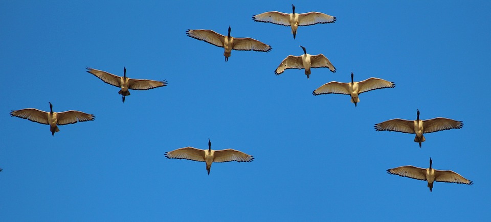 Have you ever watched a flock of geese fly (and honk) its way across the sky in a v-shaped formation? They fly that way because it's very efficient. In his book entitled, In Formation , Larry W. Dennis Sr. notes that when the lead goose gets tired and drops back, the formation quickly reorganizes to maintain the formation.